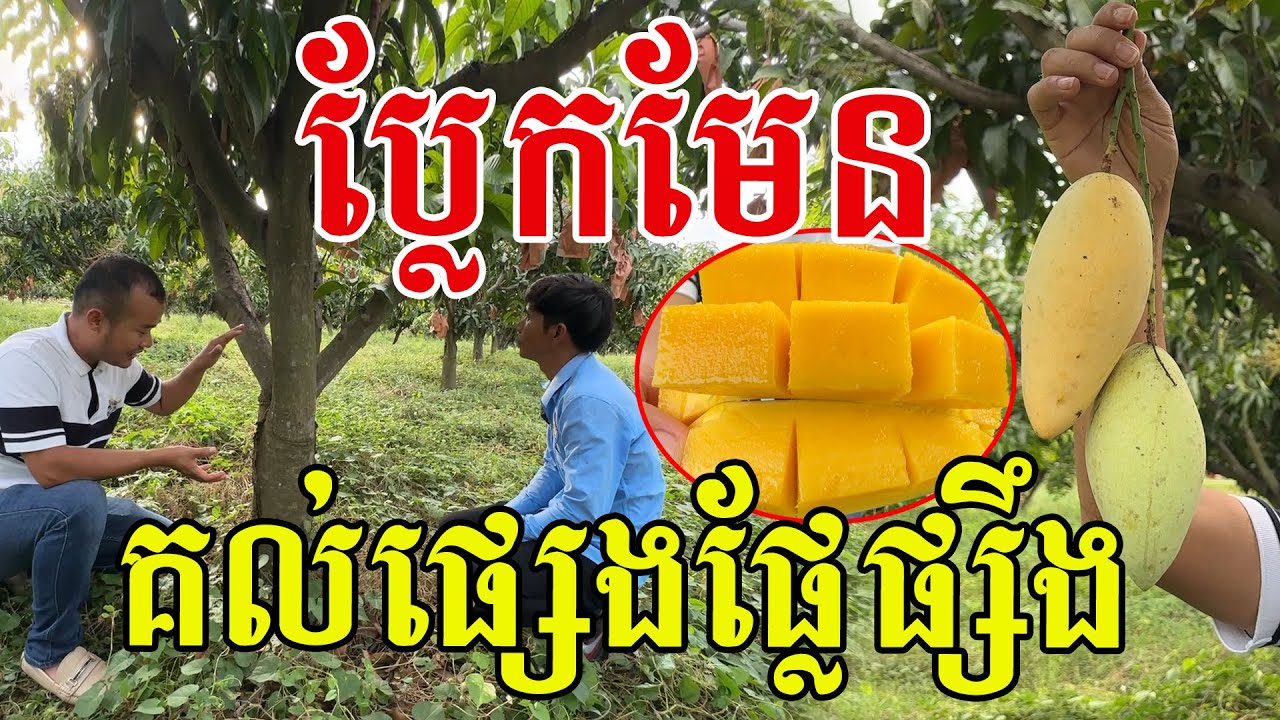 ប្លែកមែន​ គល់ផ្សេងផ្លែផ្សឹង បច្ចេកទេសច្បាស់មែន