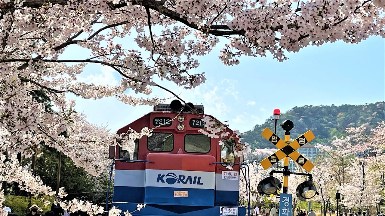 Spring Season of South Korea |  Jinhae Gyeongsangnamdo,  Gyeonghwa Station Cherry Blossom Road