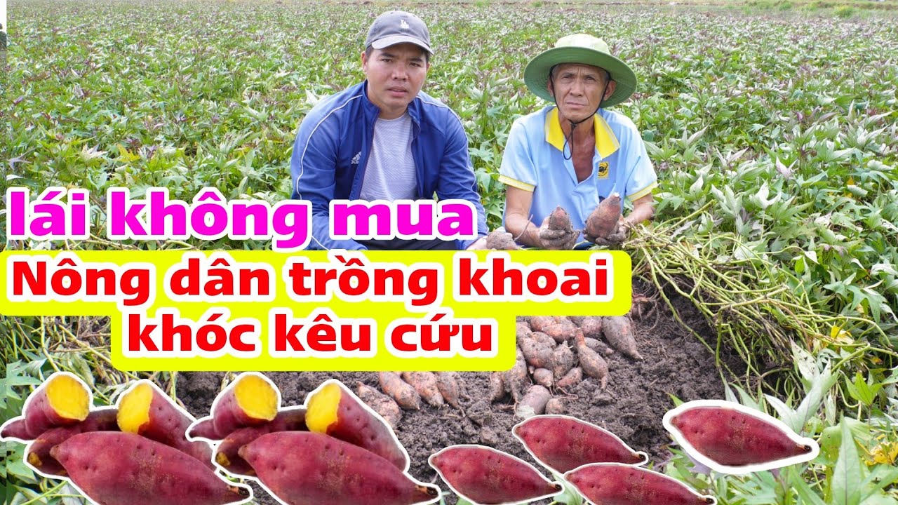 Bác Tư trồng khoai lỗ nặng 2 mùa cầu cứu nhà hảo tâm giải cứu khoai vì bán không ai mua [22-7-2025]