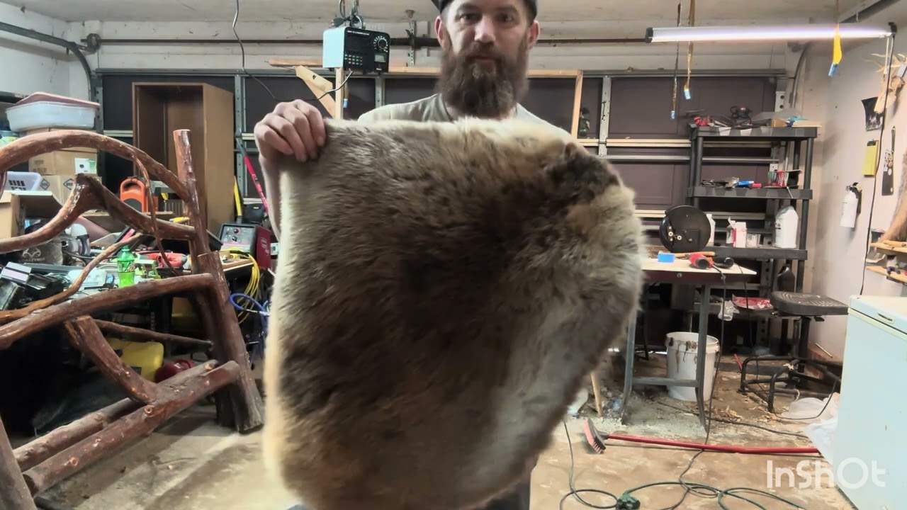 How to tan a Beaver hide:Part 5(oiling/softening