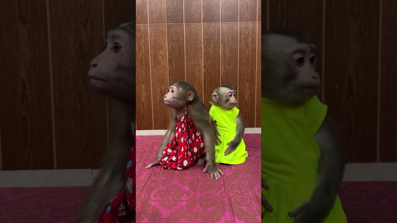 Smart Family Monkey