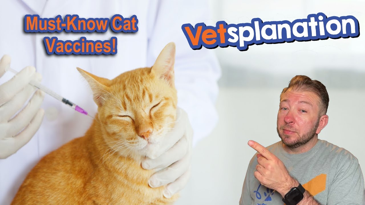 Vet-Recommended Vaccines for Cats