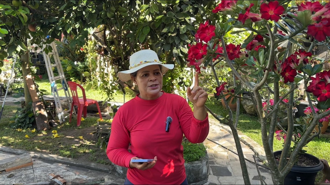 CAUDEX MOLE NA ROSA DO DESERTO O QUE PODE SER? | #ANITARESPONDE 29