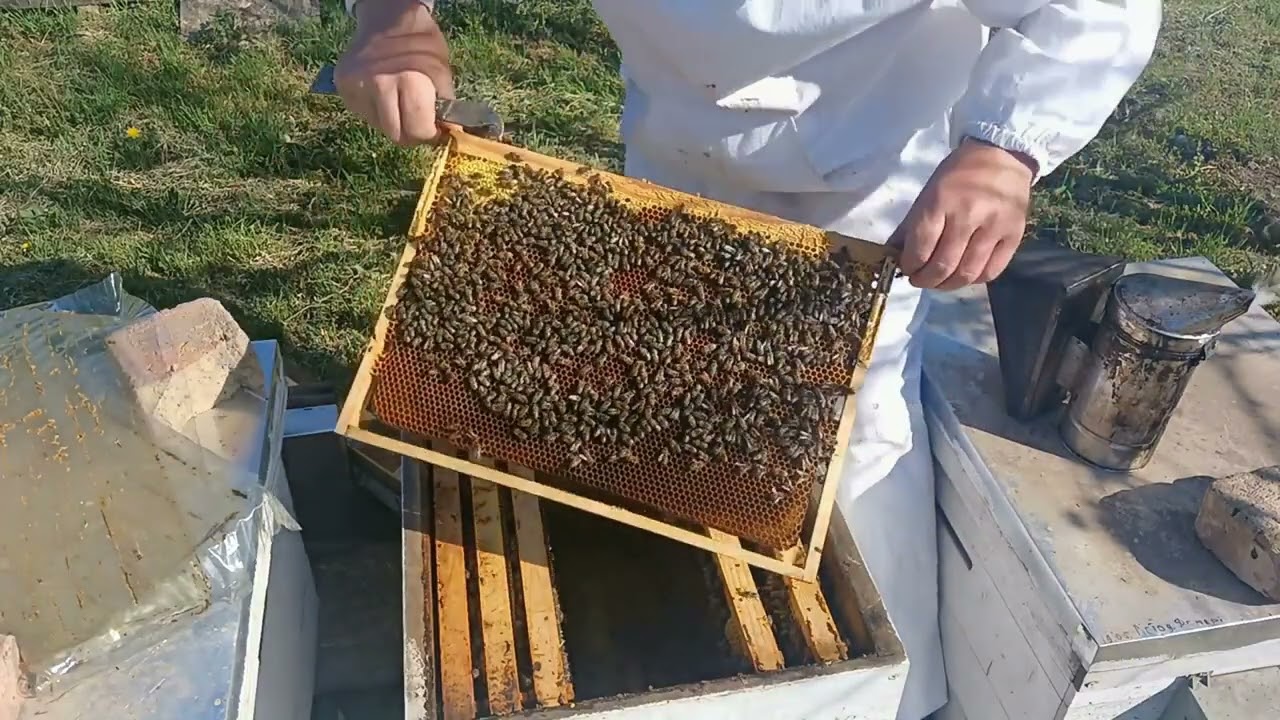 ПРИРЕЧЕНА СІМЯ.СЕЗОННА ПРАЦЯ