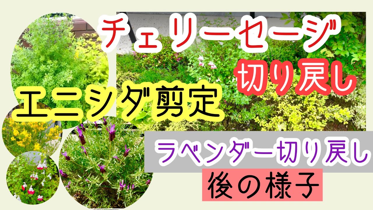 ガーデニング 切り戻し・剪定・花がら摘み｜チェリーセージ シモツケ ラベンダー  エニシダ シマトネリコなど