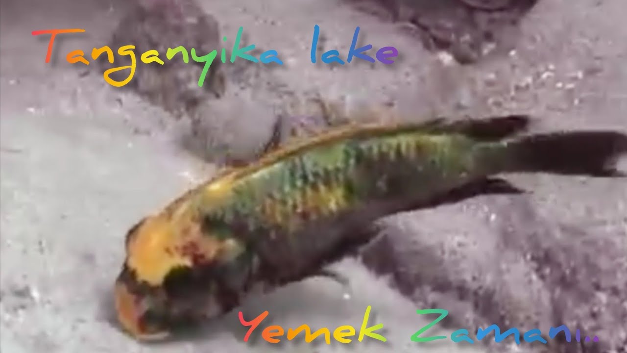 Tanganyika Gölü Su Altı Çekim - Yemek Zamanı....
