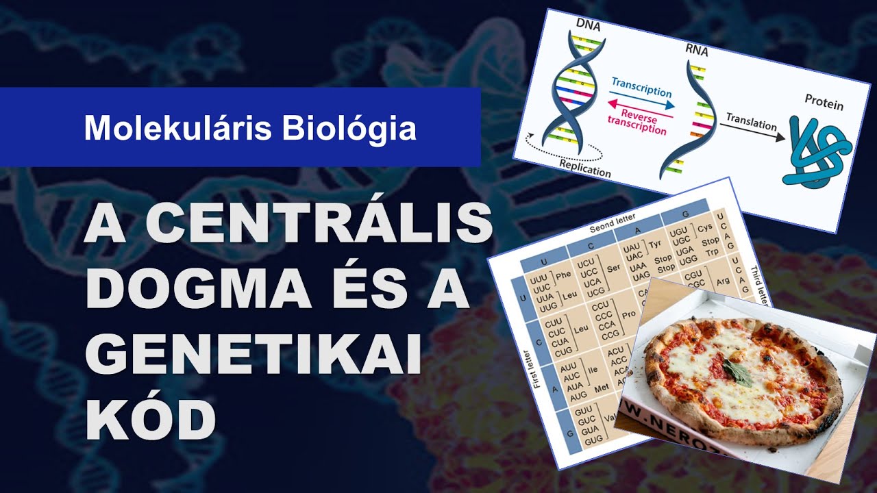 🧬 A centrális dogma és a genetikai kód (12 perc)