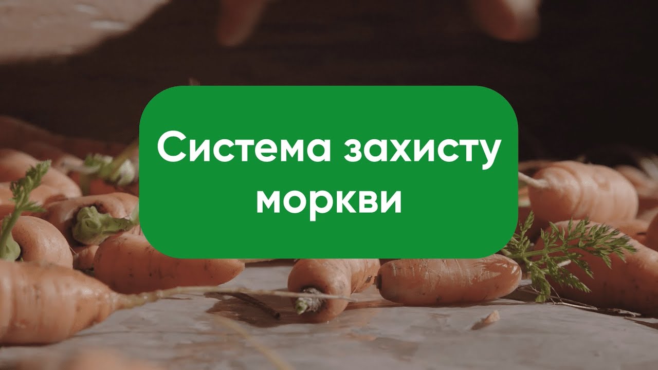 Система захисту моркви