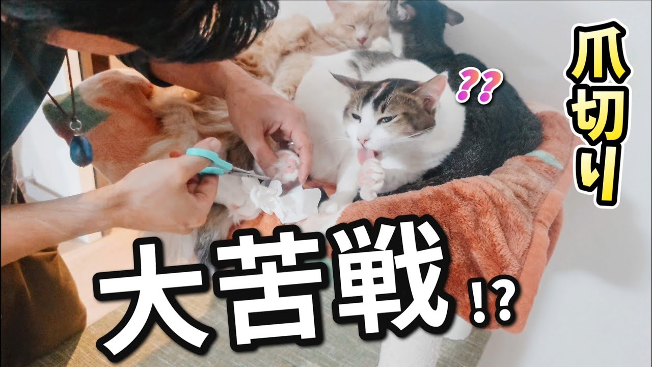 大苦戦！？　猫達の爪切りを実践 ＆猫達に よりリラックスしてもらうには？