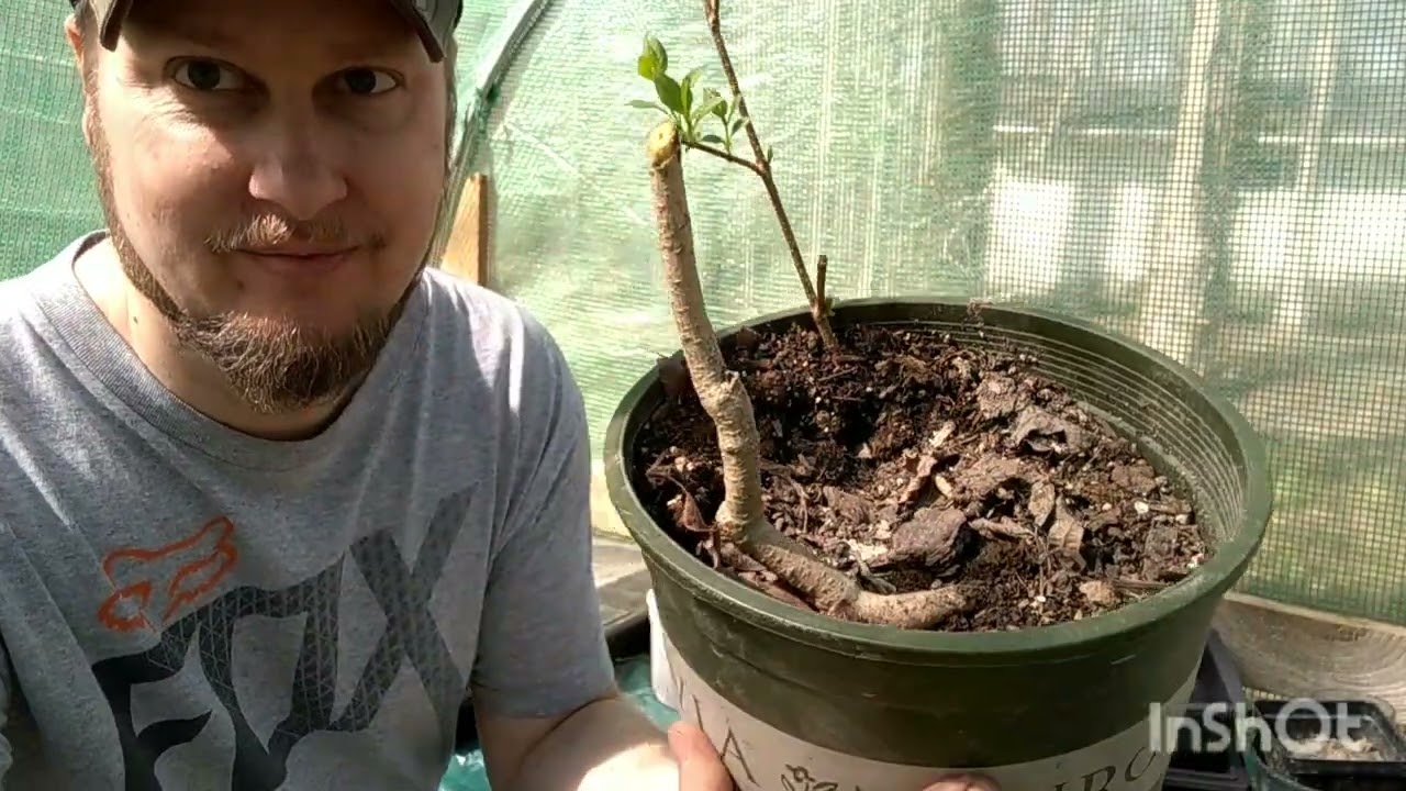 My first repotting - forsythia (easter bush)