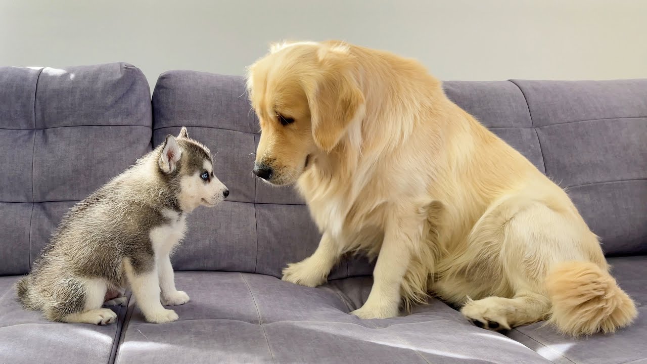 Golden Retriever Meets Husky Puppy for the First Time!