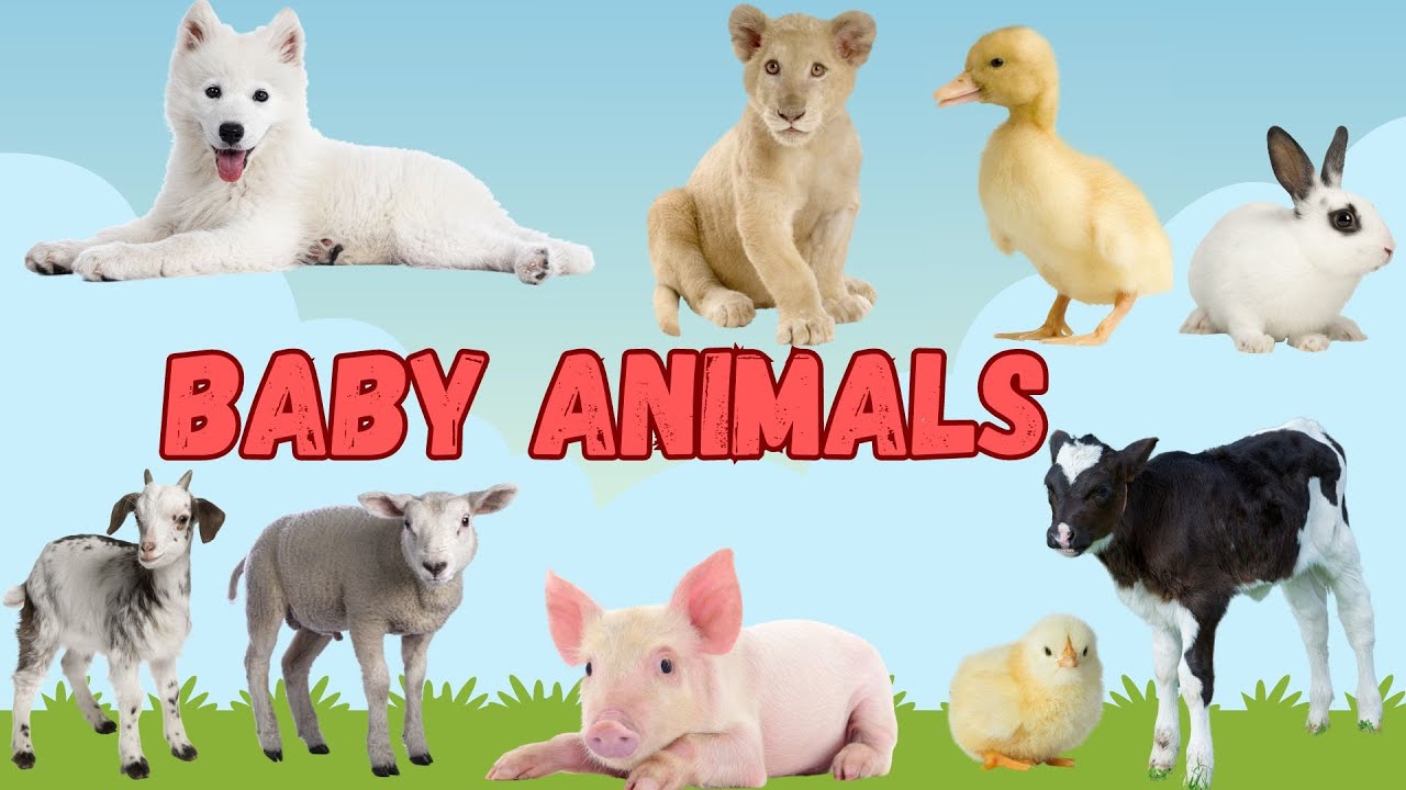 Kids Vocabulary - Baby Animals in English for Kids - English Educational Video