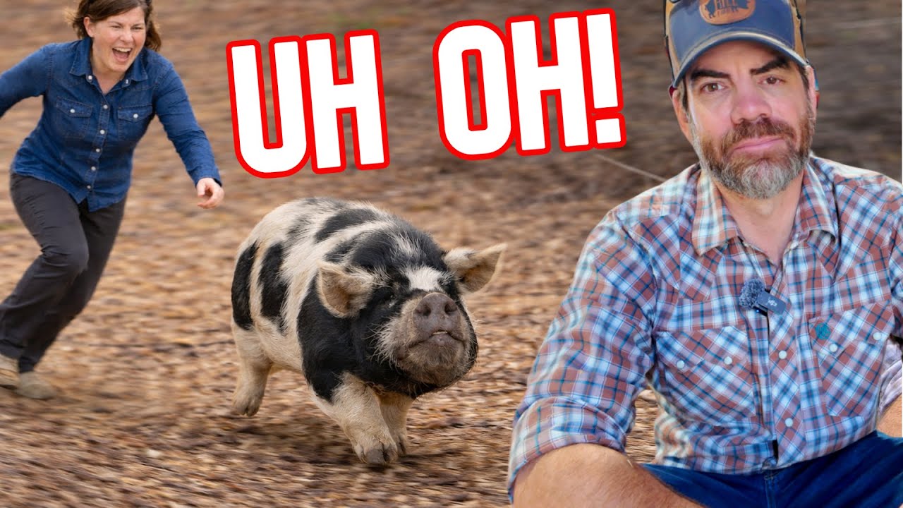 The Unexpected Adventure They Didn&rsquo;t See Coming with the Pigs!