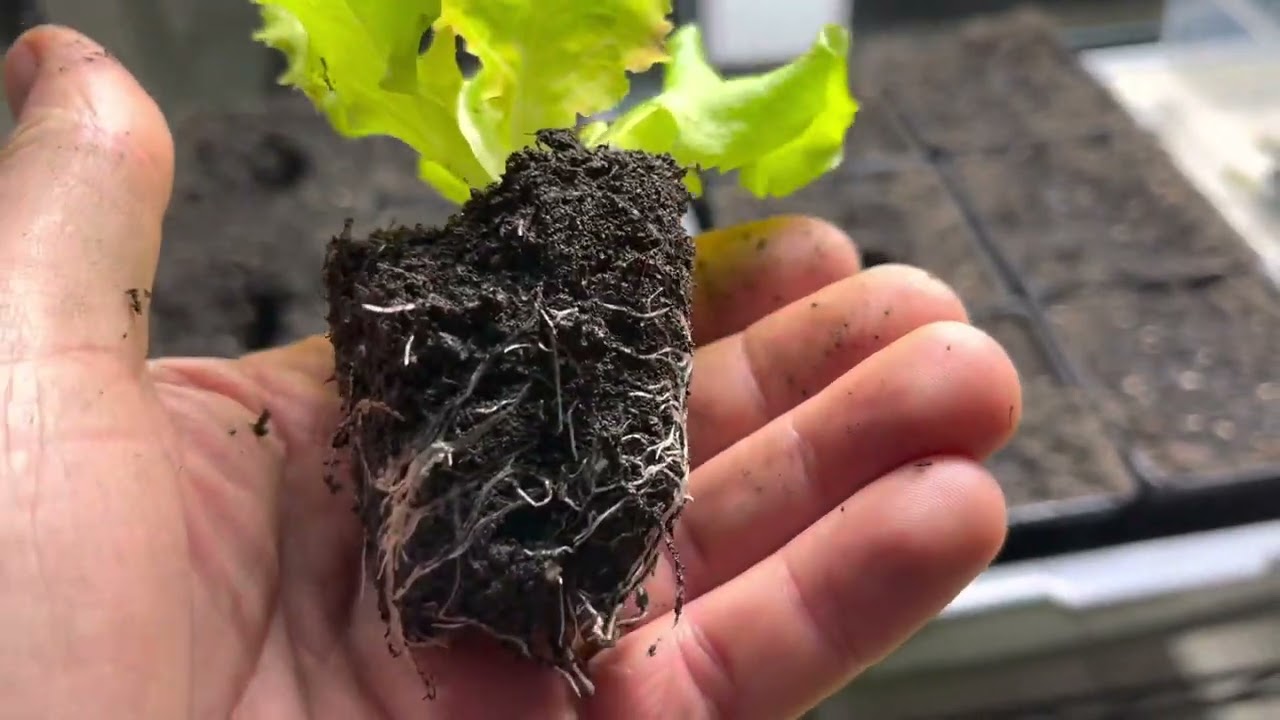 Growing lettuces for winter | part 2 | using mainly grow lights