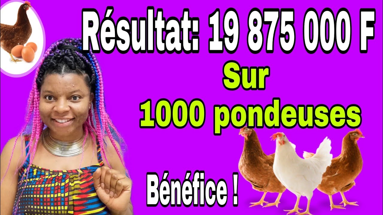 Retour sur Investissement de 1000 Poules pondeuses: R&eacute;sultat 19 875 000FCFA