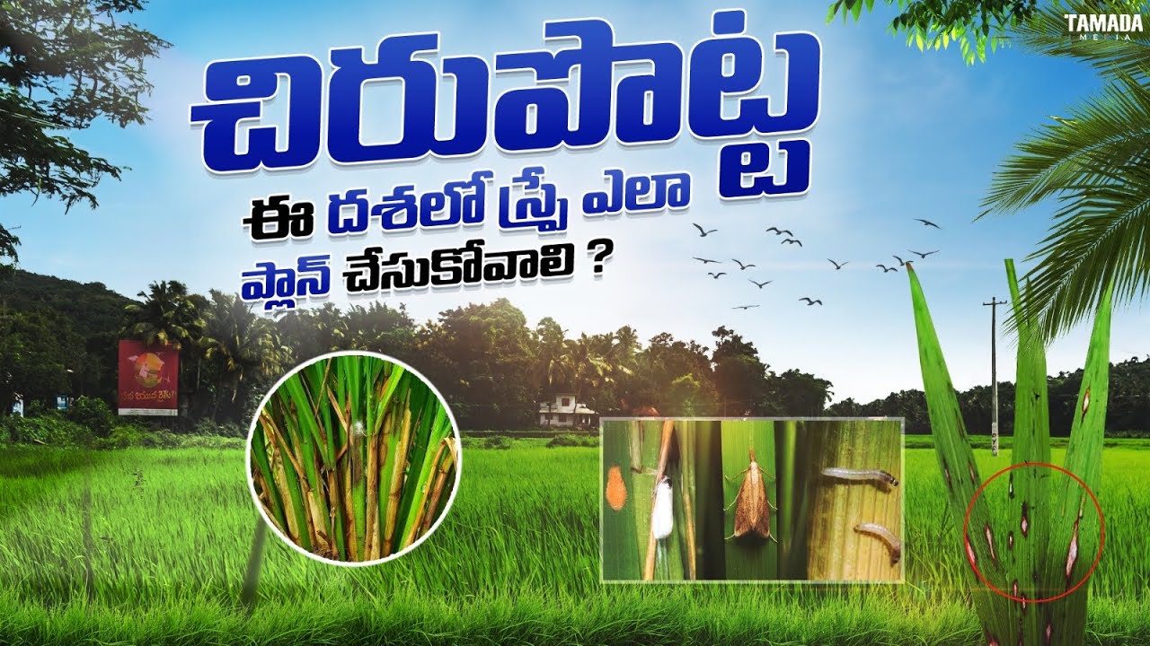 Varilo second spray || Paddy Second Spray || వరి చిరు పోట్ట దశలో ఎలాంటి మందులు పిచికారి చేసుకోవాలి ?