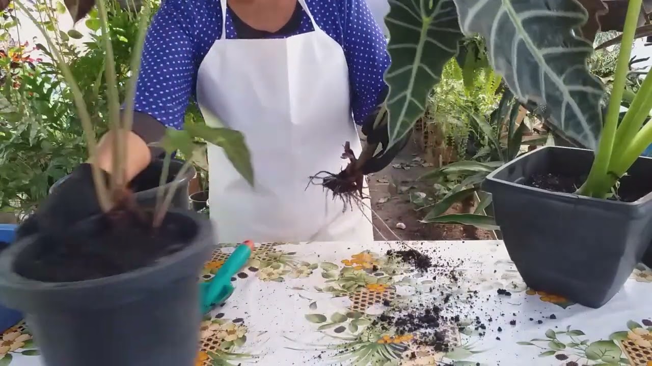 COMO PLANTAR  A ALOCASSIA