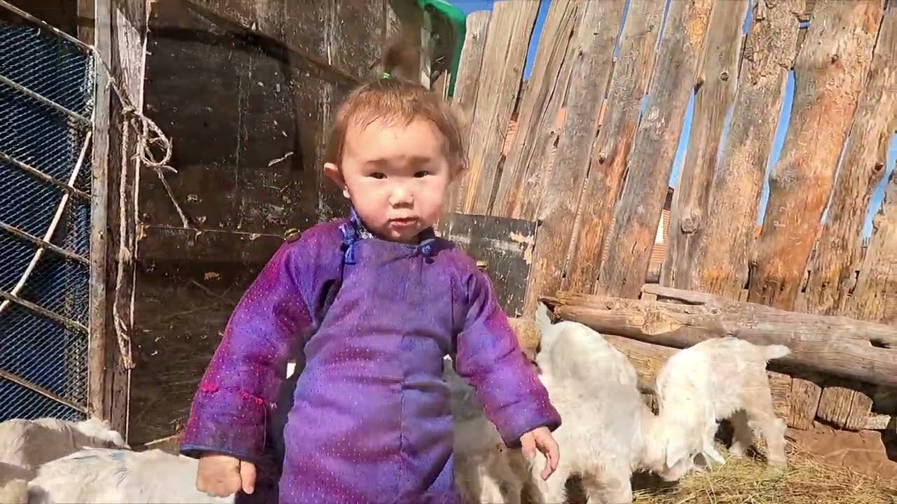 モンゴルの遊牧民が子やぎの背中にペンキを塗り、足に紐をつける理由とは？｜遊牧民の子供と子やぎ｜最高の飼料｜