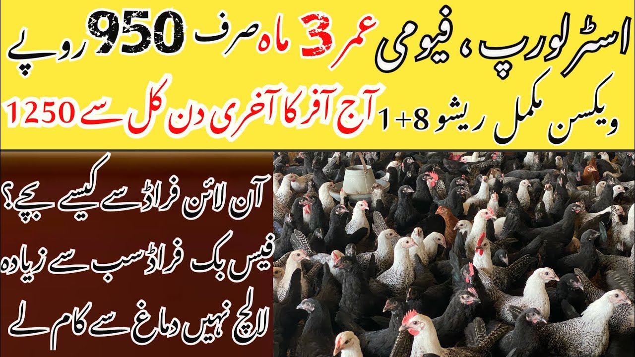 Black Australorp & Pure Egyptian Fayoumi | خصوصیات اور آن لائن فراڈ سے بچاؤ  