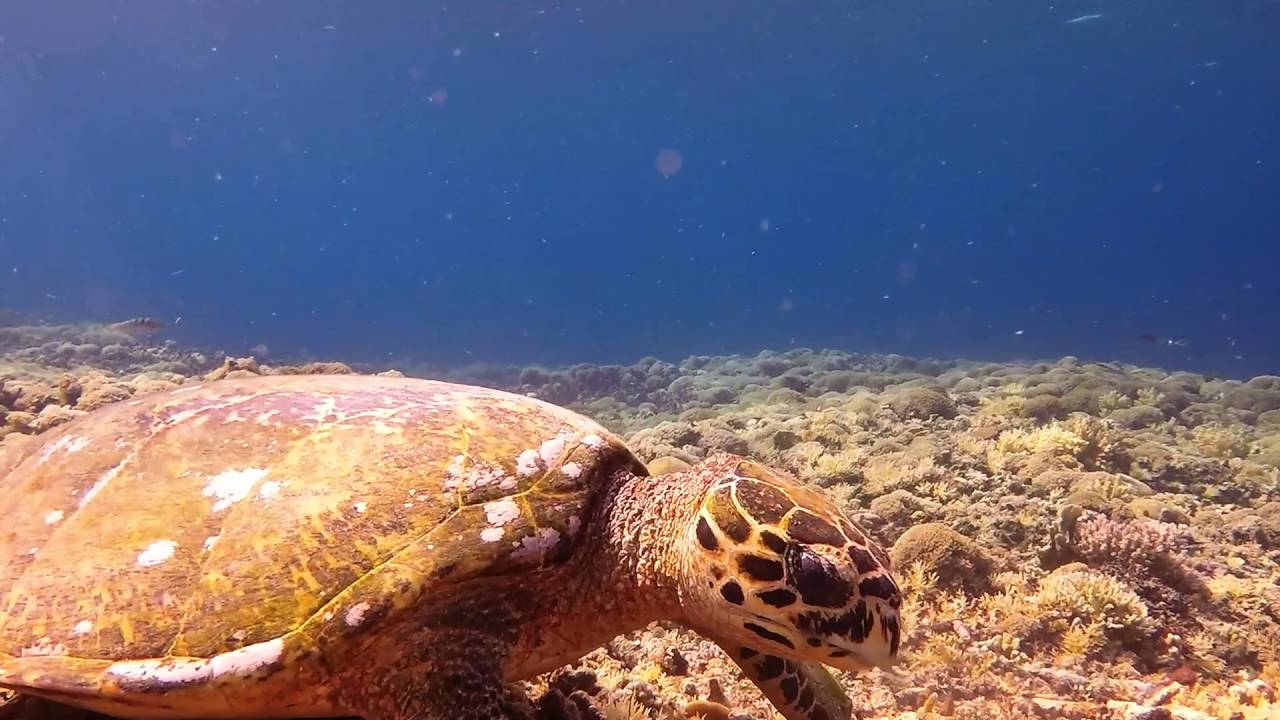 Sea Turtles and Sailing the Lombok Strait