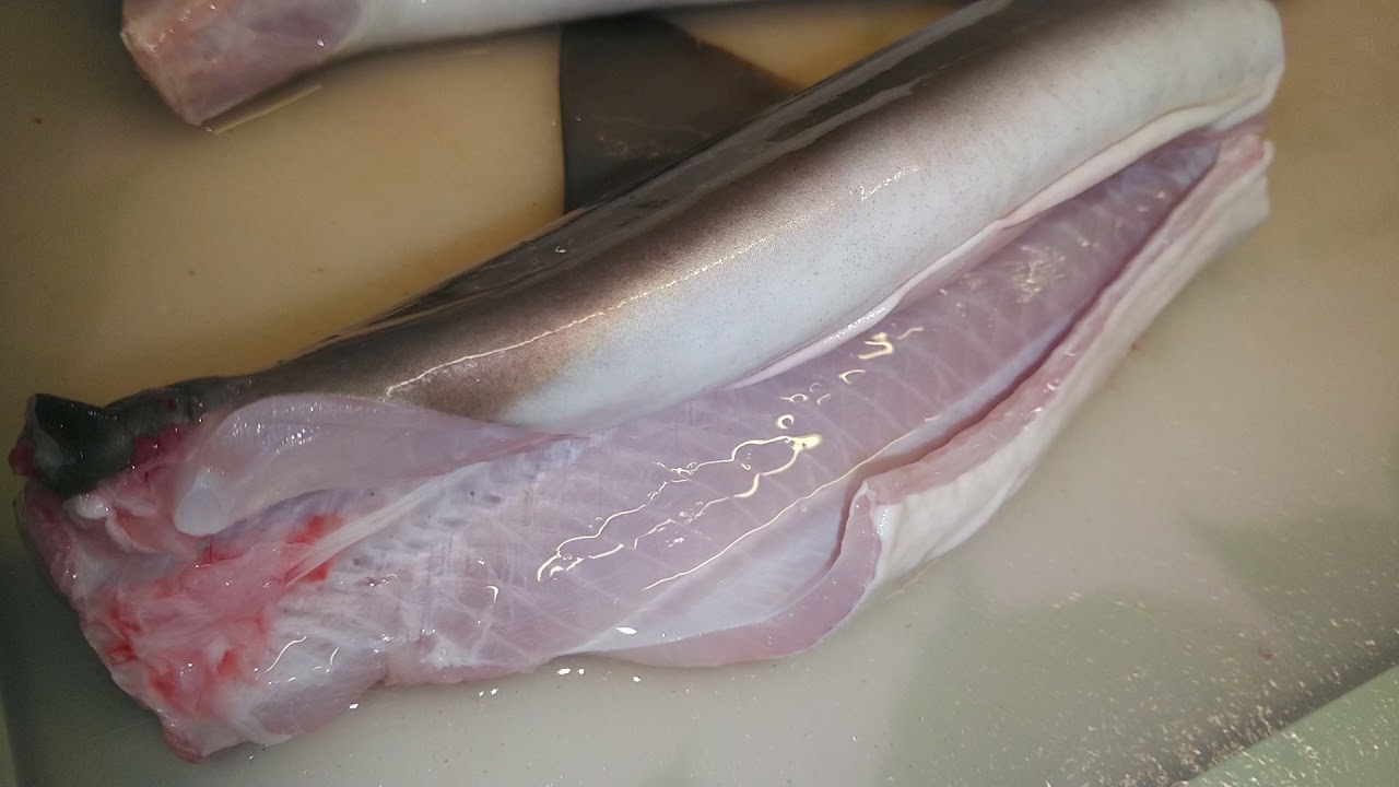 シロザメ