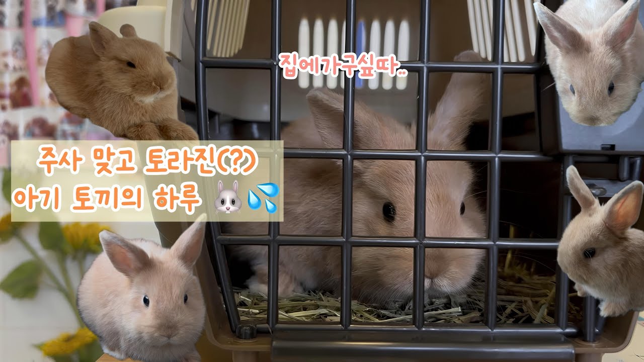 [치빵 VLOG] 아기 토끼 첫 예방접종 + 건강검진 다녀온 날 🐰💉 (토라짐 주의)