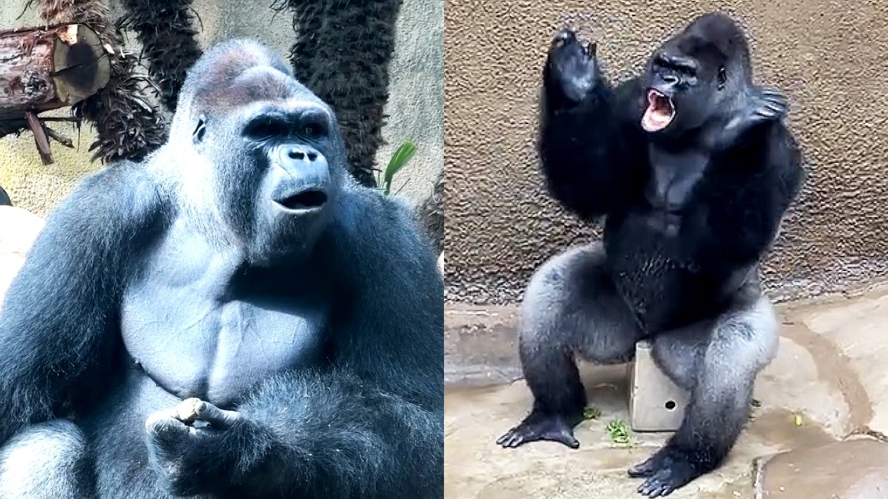 Bangori the Rain Loving Gorilla Celebrates His 21st Birthday!
