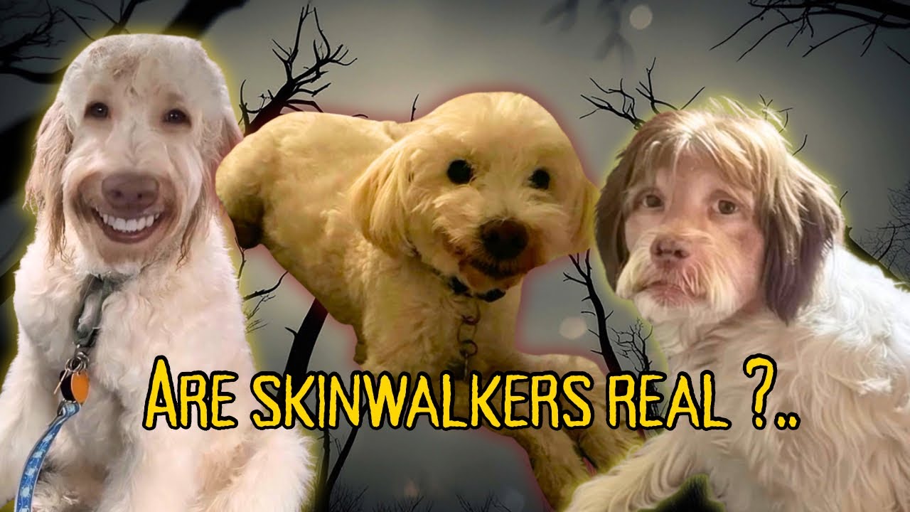 How to Know a Skinwalker Dog Explained in 8 Minutes