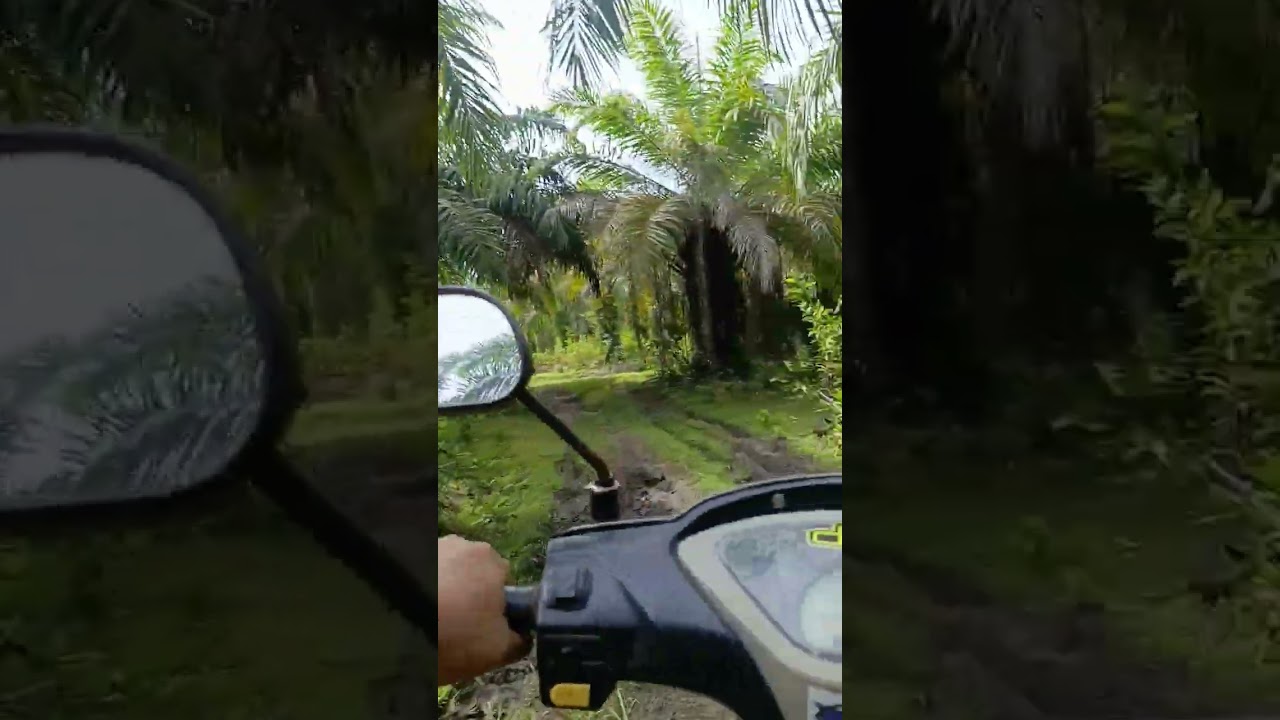 Masih di taman wisata alam pulau baai kota bengkulu sudah tan sawit semua. Hebat bisa tumbuh dipasir
