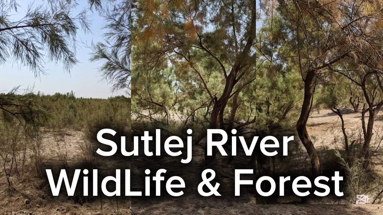 I Spent 30 Days Exploring the Sutlej River Jungle