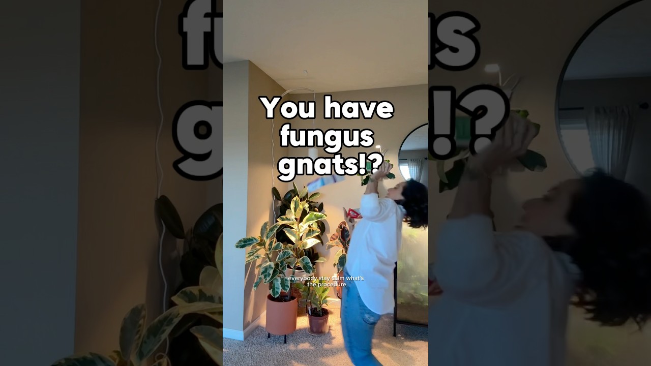 Someone told me you have fungus gnats!? Here&rsquo;s how I&rsquo;d get rid of them. #fungusgnats #plantcaretips