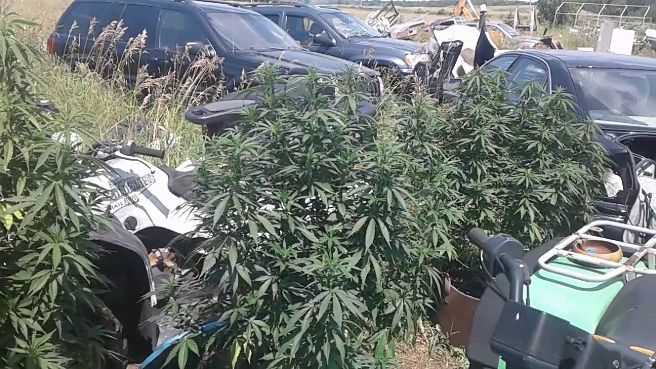 super lemon haze outdoor