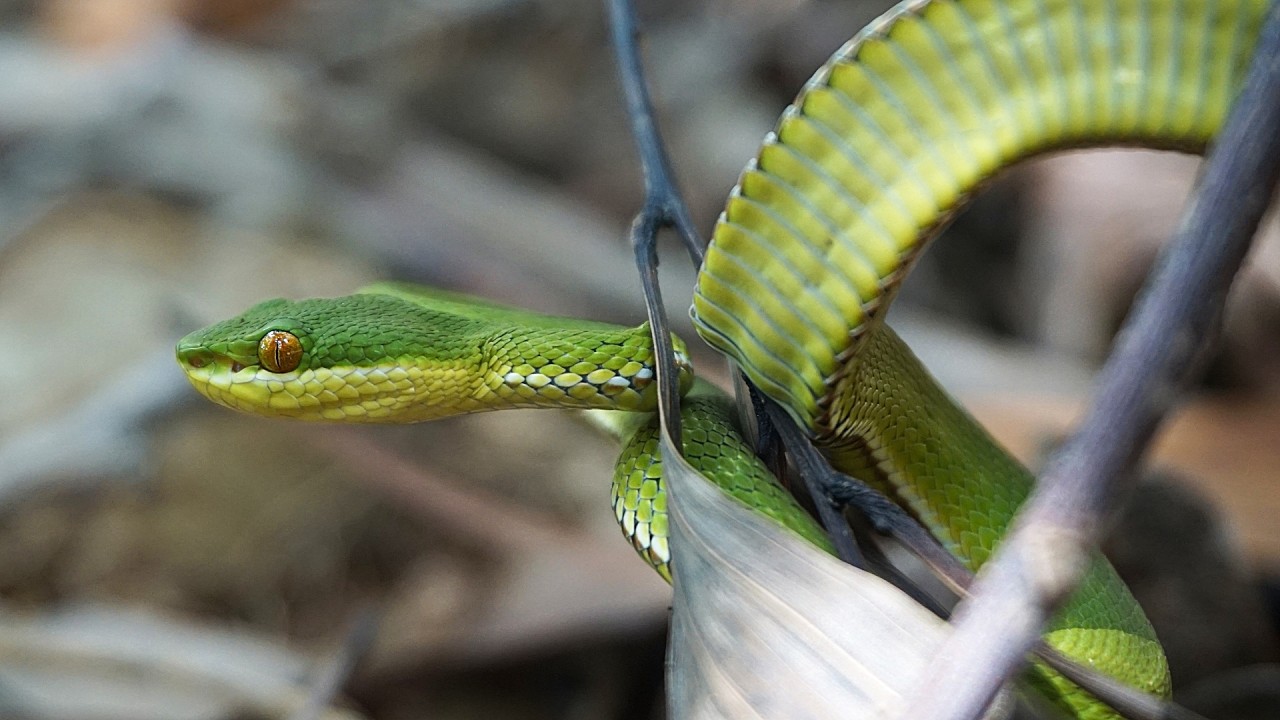 My First Encounter With Green Tree Viper