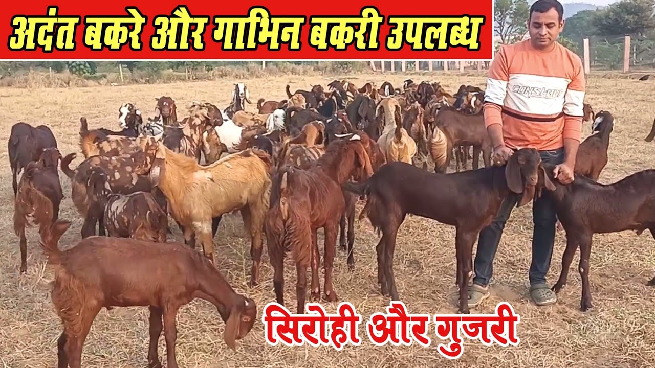 Verma Goat Farm Raipur Chhattisgarh ।।अदंत बकरे और गाभिन बकरियाँ रायपुर में।। Adant Bakre Or Bakri