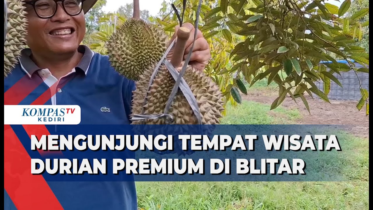Destinasi Favorit Wisata Durian Premium di Blitar