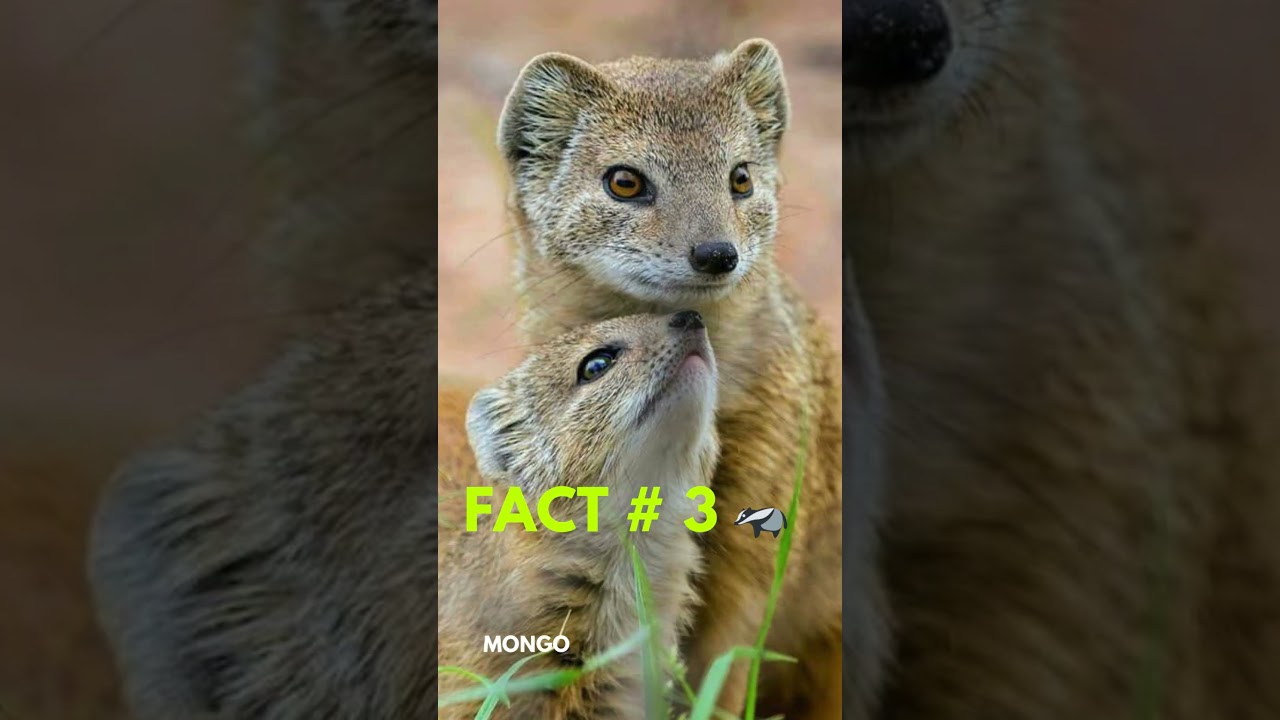 𝐌𝐨𝐧𝐠𝐨𝐨𝐬𝐞 𝐅𝐚𝐜𝐭𝐬 𝐓𝐡𝐚𝐭 𝐖𝐢𝐥𝐥 𝐁𝐥𝐨𝐰 𝐘𝐨𝐮𝐫 𝐌𝐢𝐧𝐝!