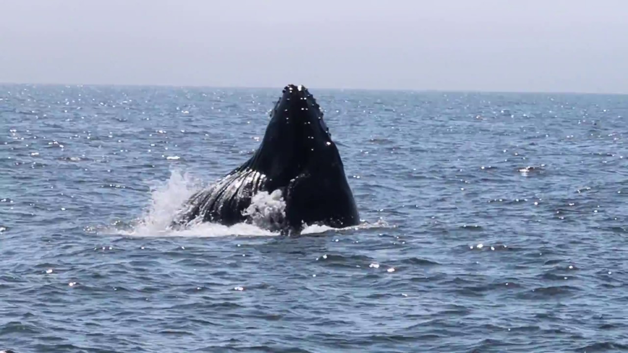 WHALE WATCHING | SAN FRANCISCO, CA