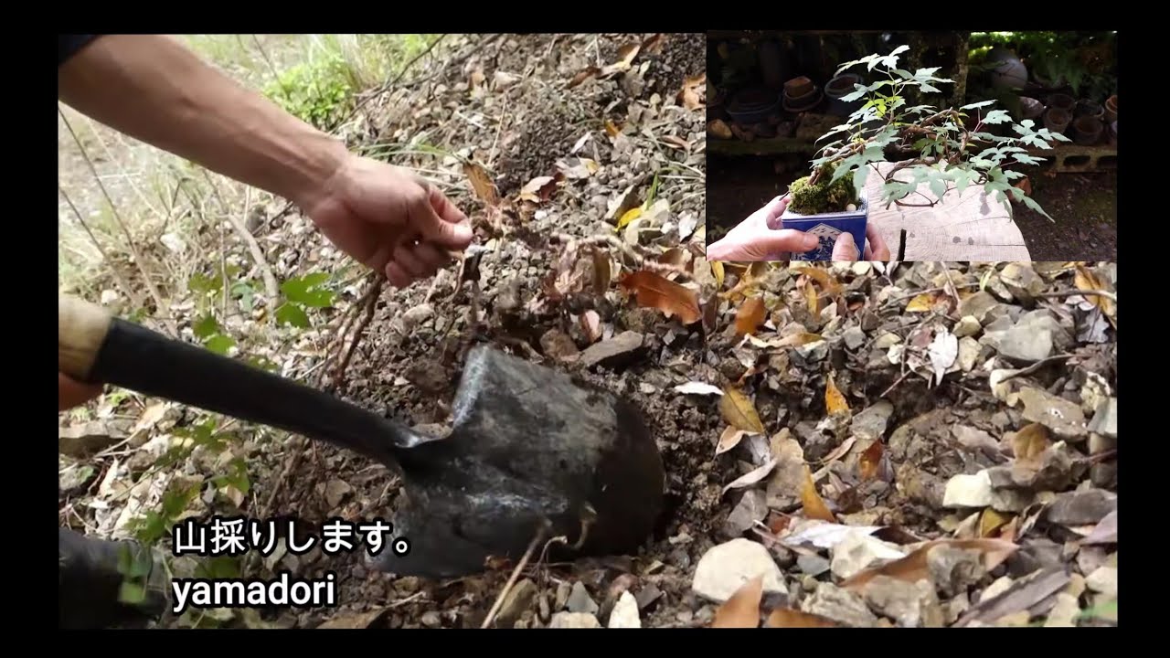 【Bonsai diary】YAMADORI/Naturl Bonsai 　野ブドウ 　♯213