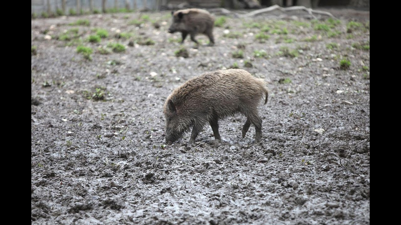Waldwege in Aschaffenburg am 9. Dezember wegen Jagd gesperrt