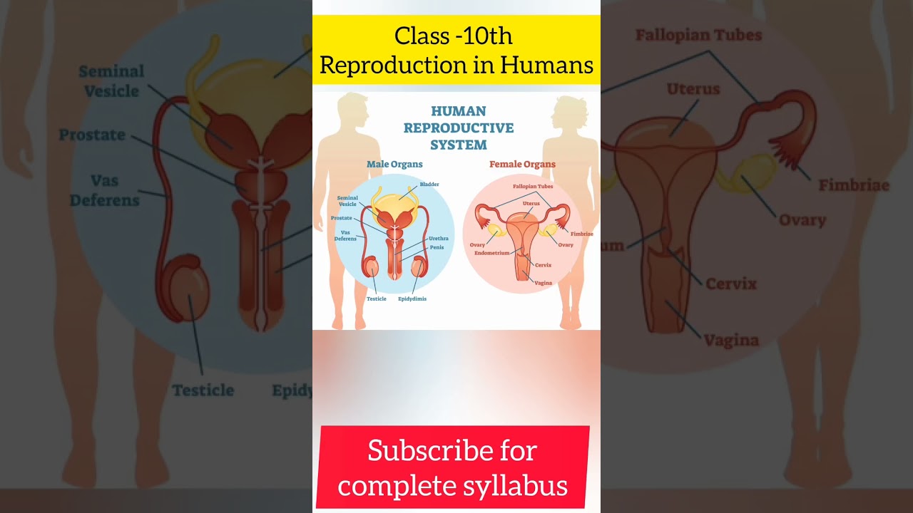 Human Reproductive system,  male reproductive system,  female reproductive system #science