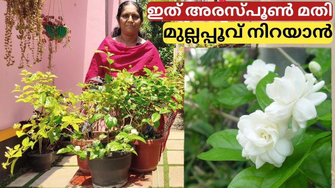 ഇല കാണാതെ പൂവ് നിറയാൻ മുല്ലയ്ക്ക് ഇത് മാത്രം മതി | Tip for easy flowering of mulla | Chilli Jasmine