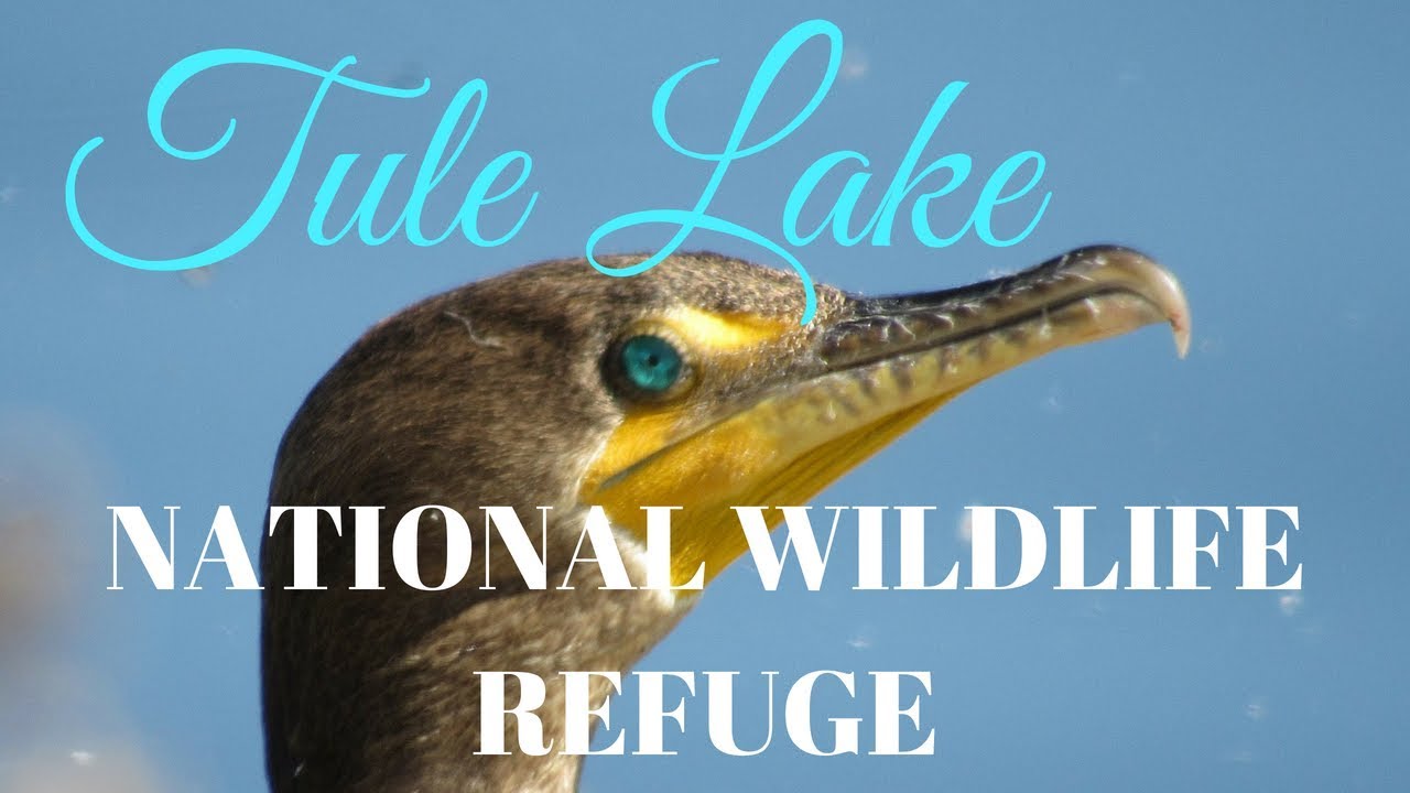 Tule Lake National Wildlife Refuge ☼ Northern California Birdwatching Hotspots ☼ Birding Adventures