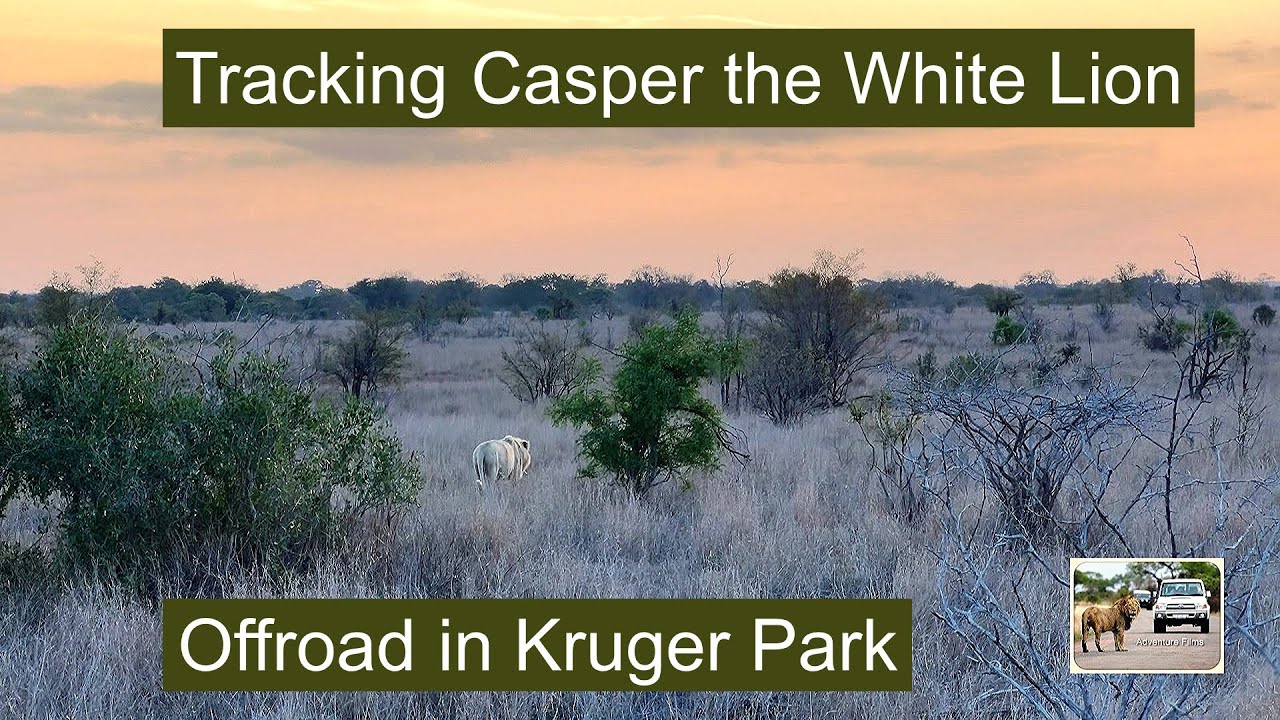 Tracking Casper The White Lion AND Brother Mfowethu Offroad With The Rangers