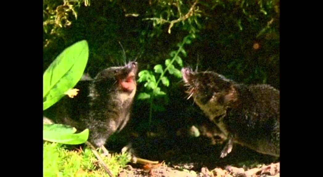 Tier des Jahres 2016 &ndash; Eine Wasserspitzmaus vertreibt eine Konkurrentin