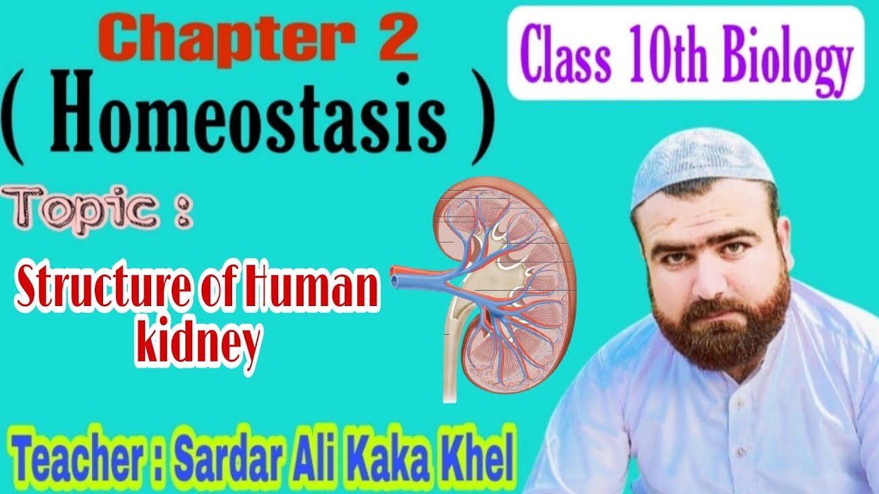 Structure of Human kidney | Class 10th Biology | Homeostasis | Armaghan Tution Academy