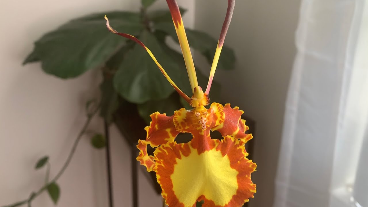 Bloom Profile No.11 | Psychopsis Mendenhall Hildos