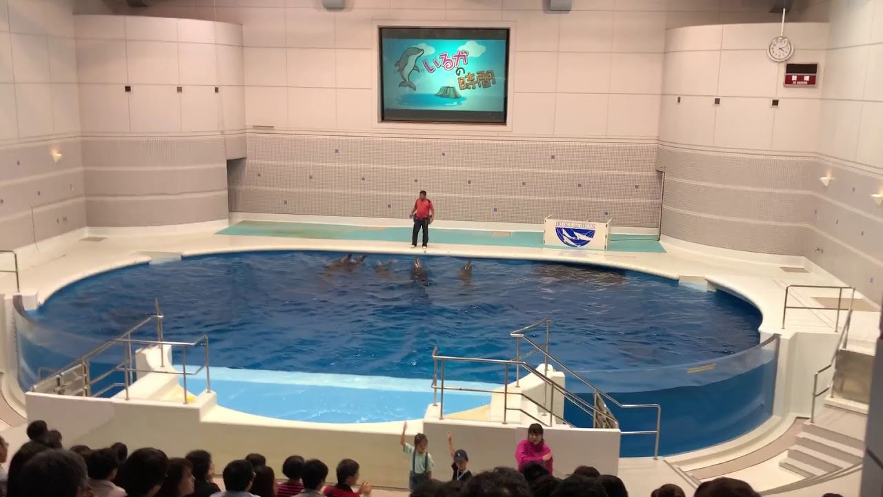 イルカショー いおワールドかごしま水族館
