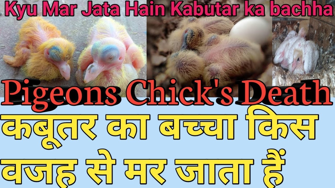 Kabutar Ke Bachhe Kyun Mar jata hain || Kabootar Ke Bachhe Ko Marne Se Kaise Bachaye ||