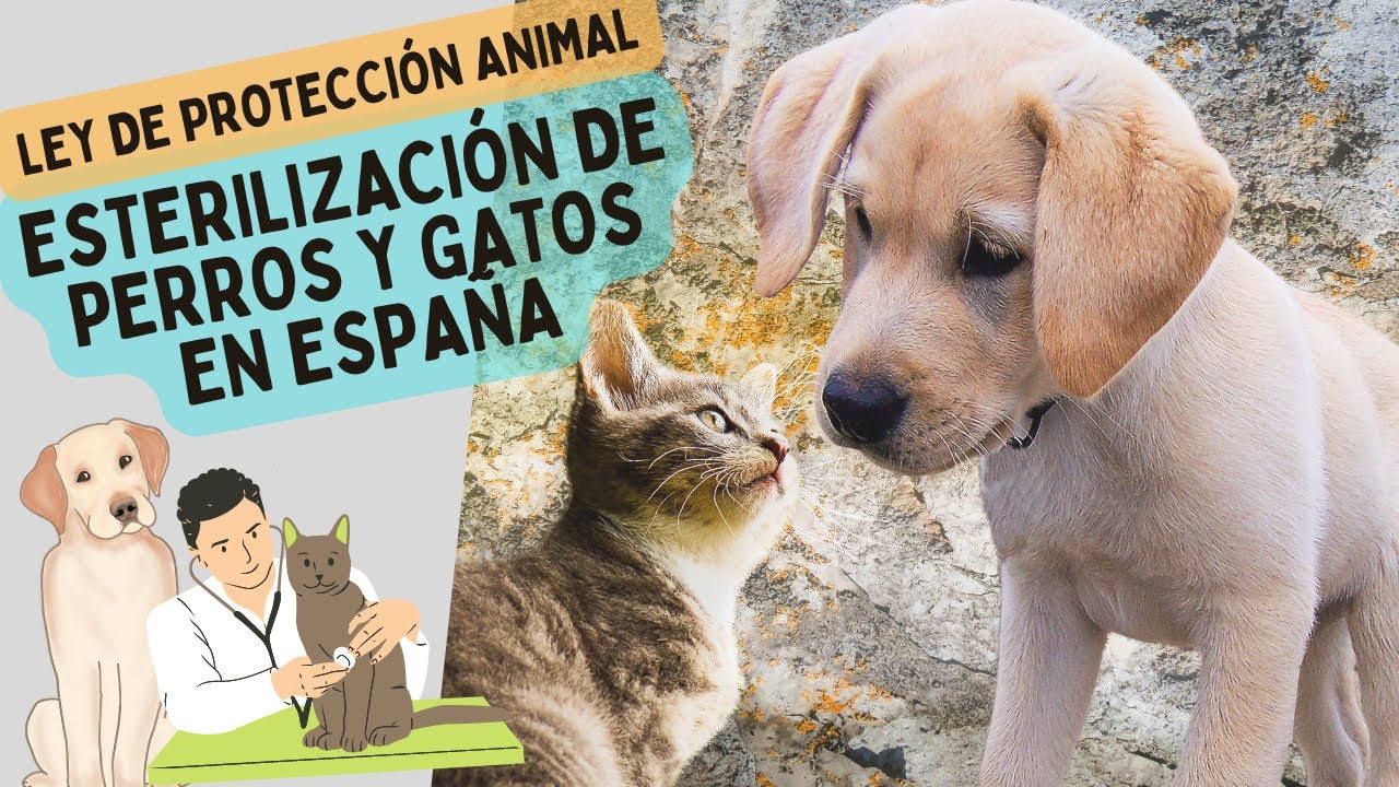 ¿Ley de Protección Animal OBLIGA a ESTERILIZAR a perros y gatos?