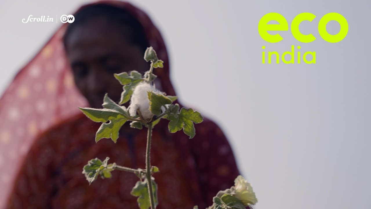 Eco India: How a climate resilient cotton variety is boosting livelihoods in Kutch's arid lands